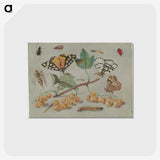 1-22_Jan-Van-Kessel_postcard