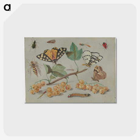 1-22_Jan-Van-Kessel_postcard