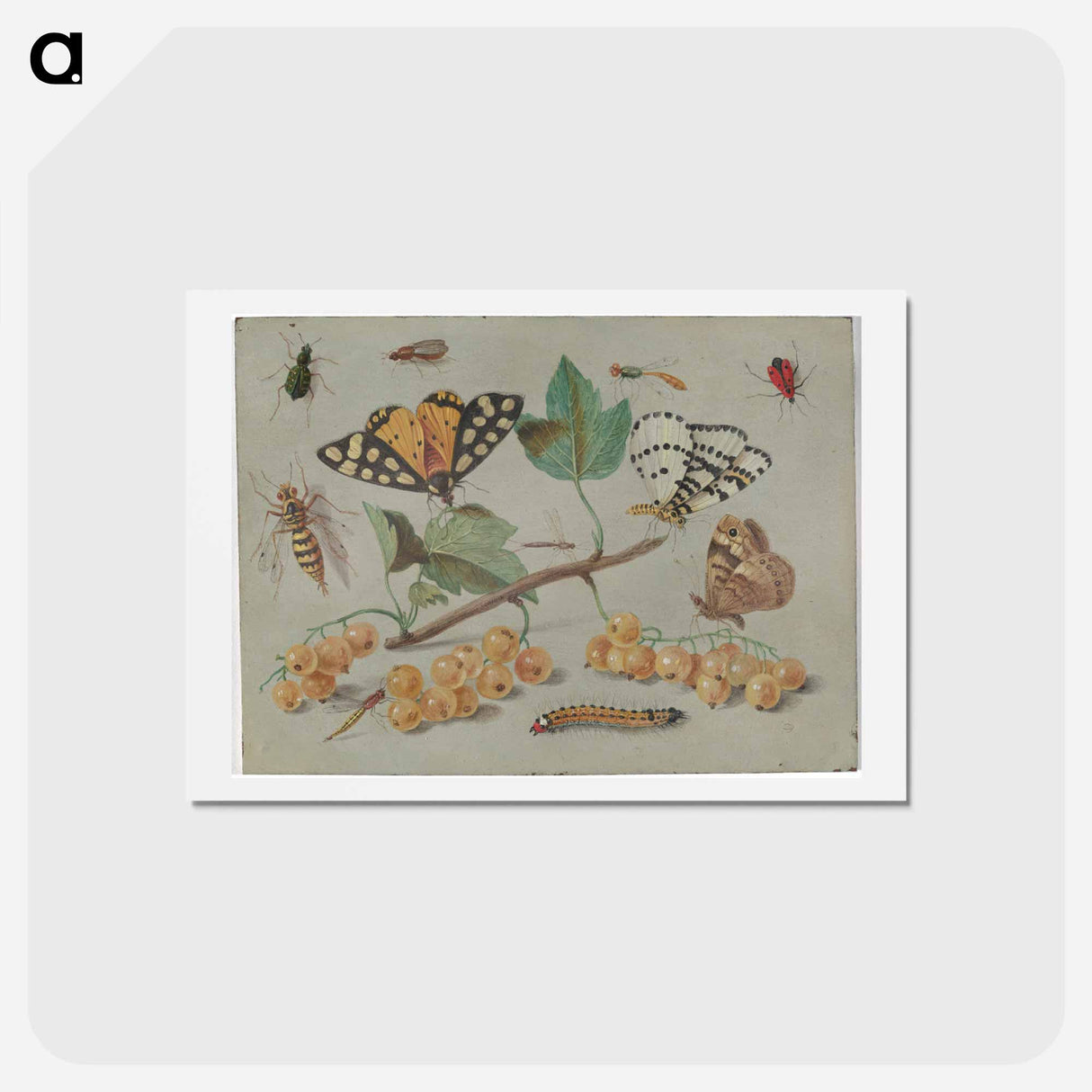 アートポストカード-Butterfly and Insects
 - ヤン ファン ケッセル Postcard.