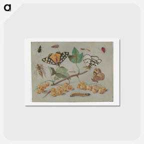 アートポストカード-Butterfly and Insects
 - ヤン ファン ケッセル Postcard.