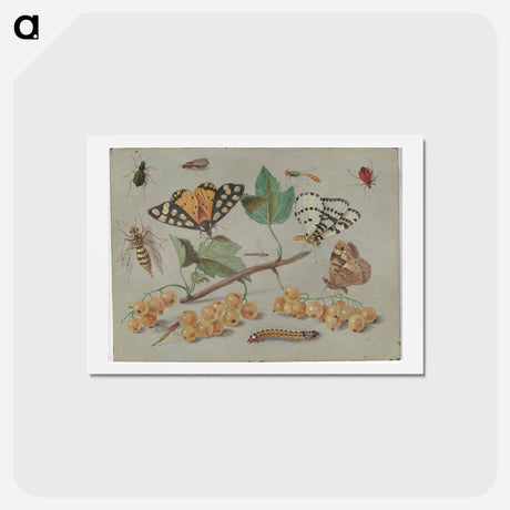 アートポストカード-Butterfly and Insects
 - ヤン ファン ケッセル Postcard.