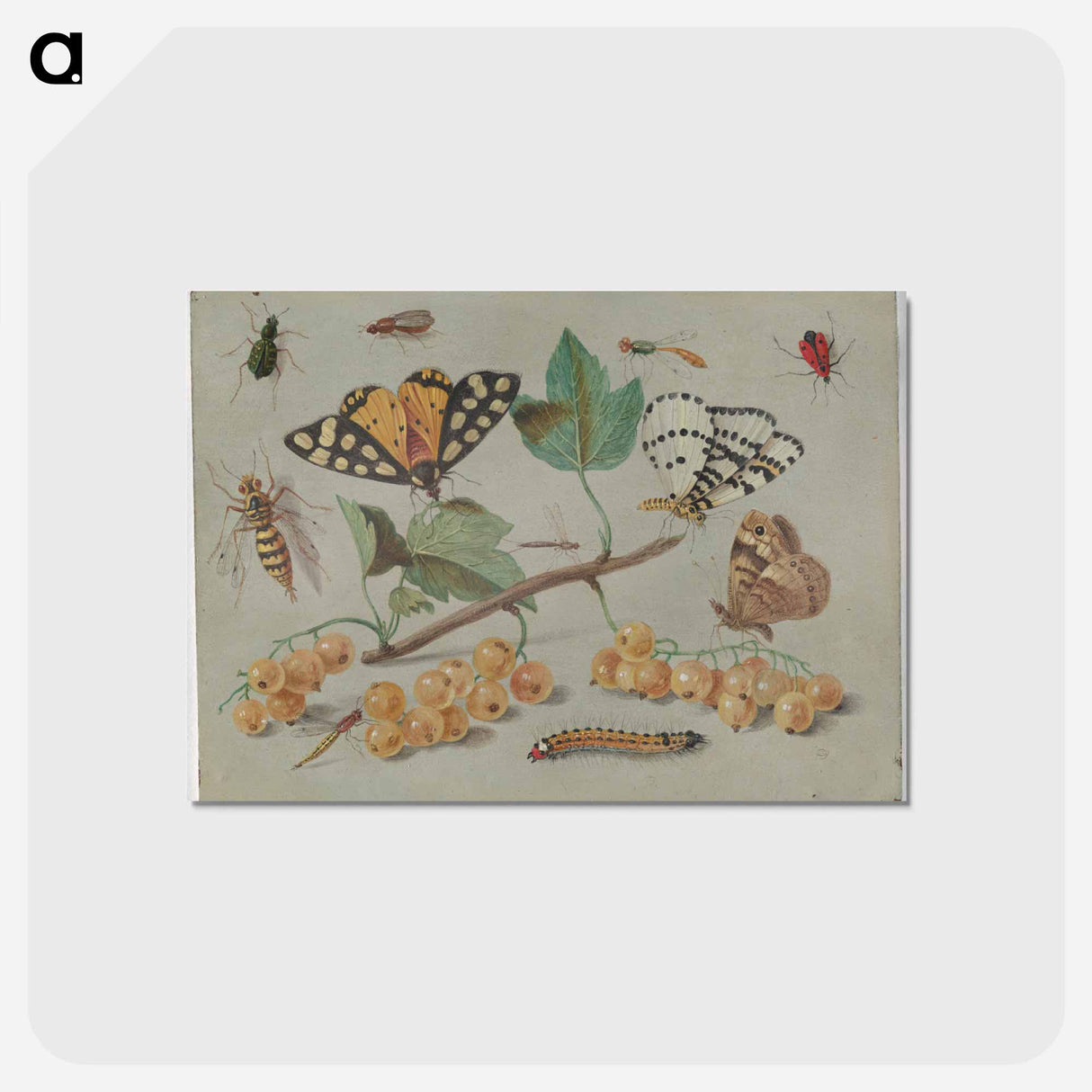 アートポストカード-Butterfly and Insects
 - ヤン ファン ケッセル Postcard.