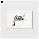 アートポストカード-Plucked bird, hanging head down - ジャン ベルナール Postcard.
