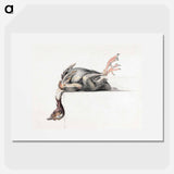Plucked bird, hanging head down - ジャン ベルナール Poster.