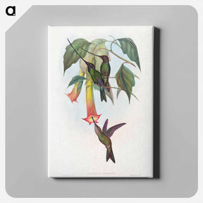 アートパネル-Sword-billed Hummingbird
 - ジョン グールド Canvas.