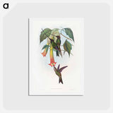 アートポストカード-Sword-billed Hummingbird
 - ジョン グールド Postcard.