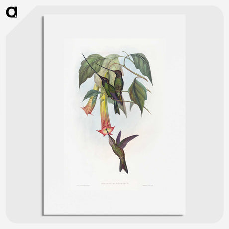 1-22_John-Gould_picture