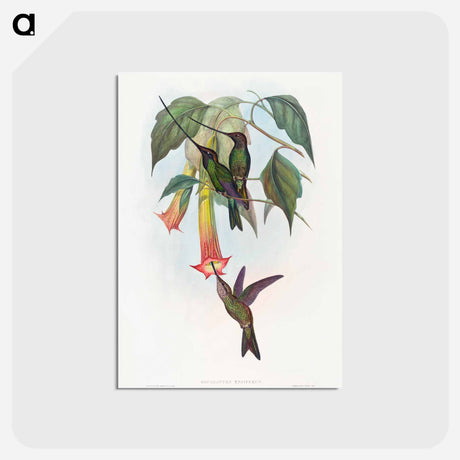 アートポストカード-Sword-billed Hummingbird
 - ジョン グールド Postcard.
