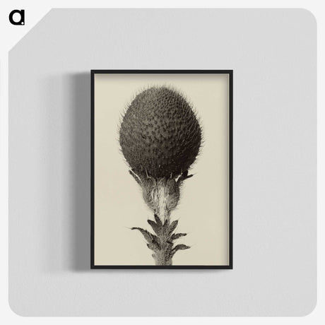 1-22_Karl-Blossfeldt_blk-crop