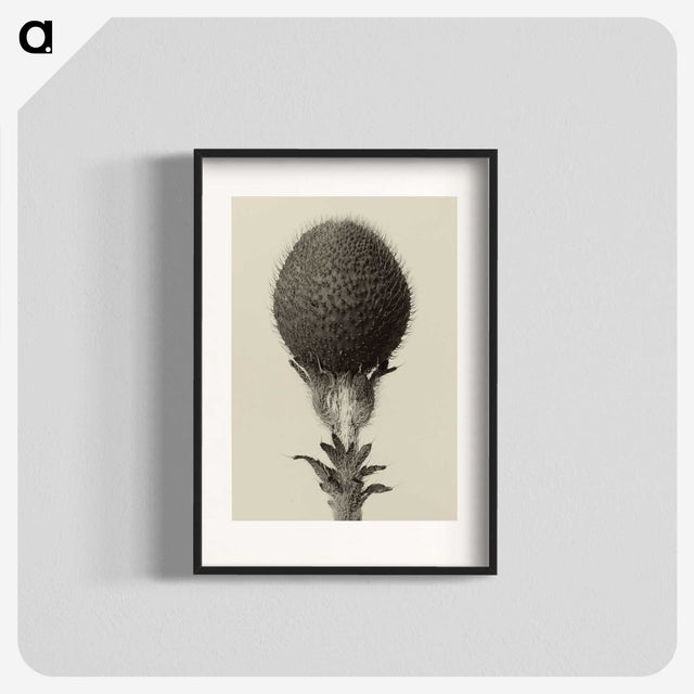 1-22_Karl-Blossfeldt_blk