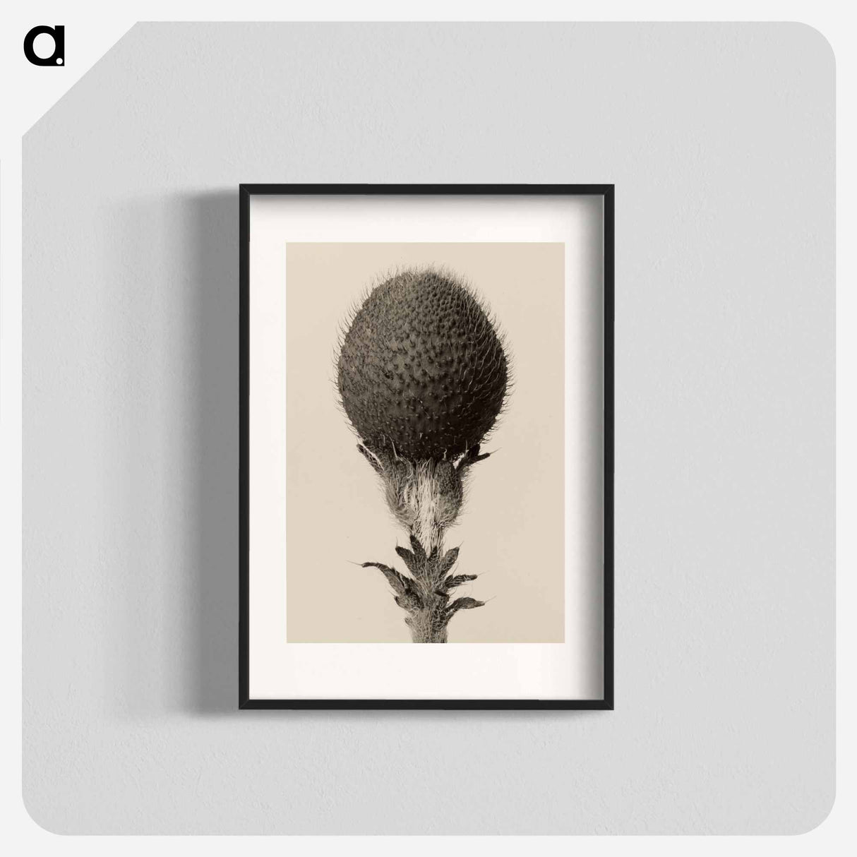 Thorned bulbous plant - Karl Blossfeldt Poster.