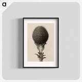 Thorned bulbous plant - Karl Blossfeldt Poster.