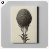 1-22_Karl-Blossfeldt_canvas