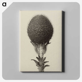 1-22_Karl-Blossfeldt_canvas
