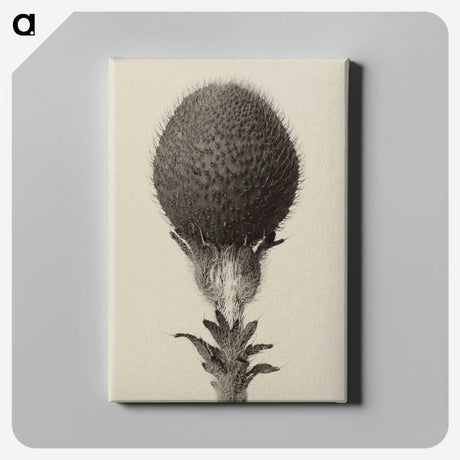 1-22_Karl-Blossfeldt_canvas