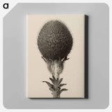 Thorned bulbous plant - Karl Blossfeldt Canvas.