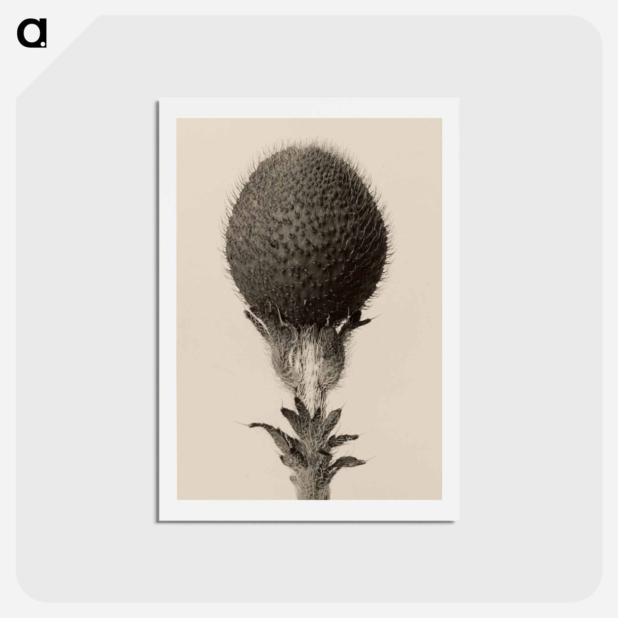 アートポストカード-Thorned bulbous plant - カール ブロスフェルト Postcard.