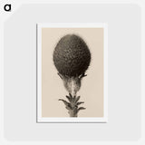 アートポストカード-Thorned bulbous plant - カール ブロスフェルト Postcard.
