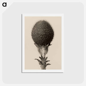 アートポストカード-Thorned bulbous plant - カール ブロスフェルト Postcard.