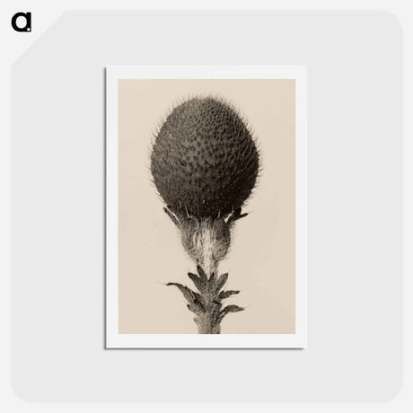 アートポストカード-Thorned bulbous plant - カール ブロスフェルト Postcard.