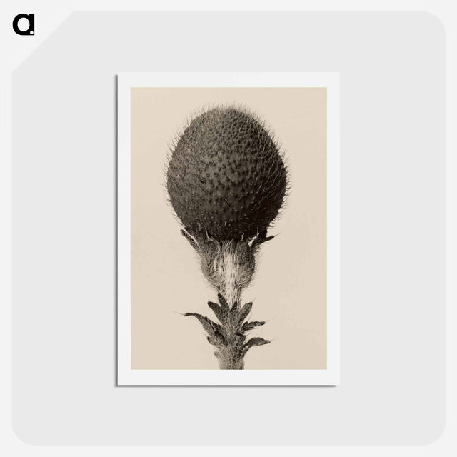 アートポストカード-Thorned bulbous plant - カール ブロスフェルト Postcard.