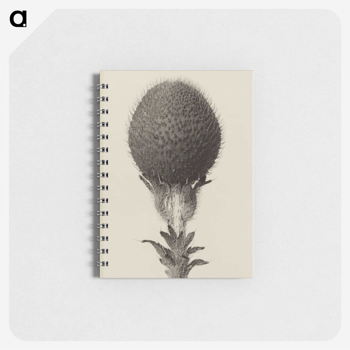 1-22_Karl-Blossfeldt_memo