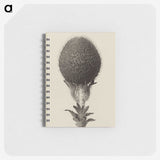 1-22_Karl-Blossfeldt_memo