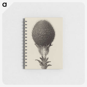 1-22_Karl-Blossfeldt_memo