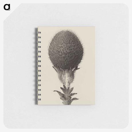1-22_Karl-Blossfeldt_memo