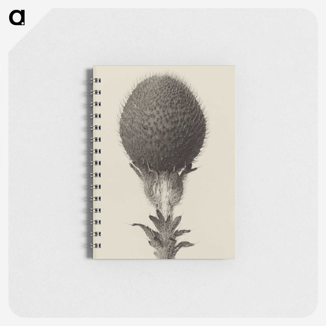 1-22_Karl-Blossfeldt_memo