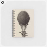 Thorned bulbous plant - カール ブロスフェルト Memo.