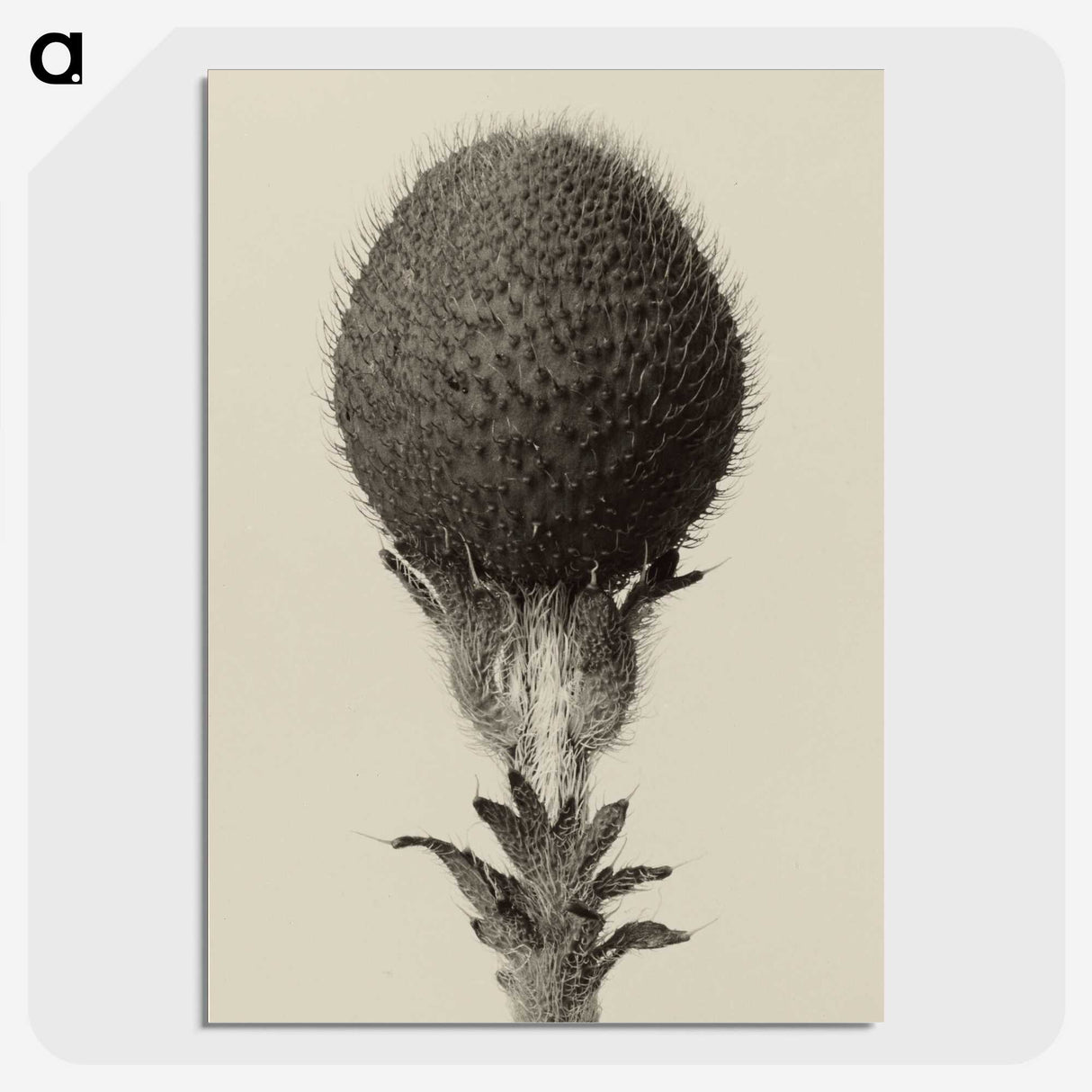1-22_Karl-Blossfeldt_picture-crop