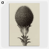 1-22_Karl-Blossfeldt_picture-crop