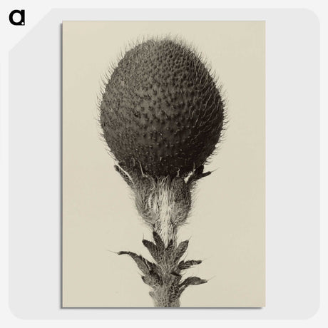 1-22_Karl-Blossfeldt_picture-crop