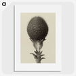 1-22_Karl-Blossfeldt_picture