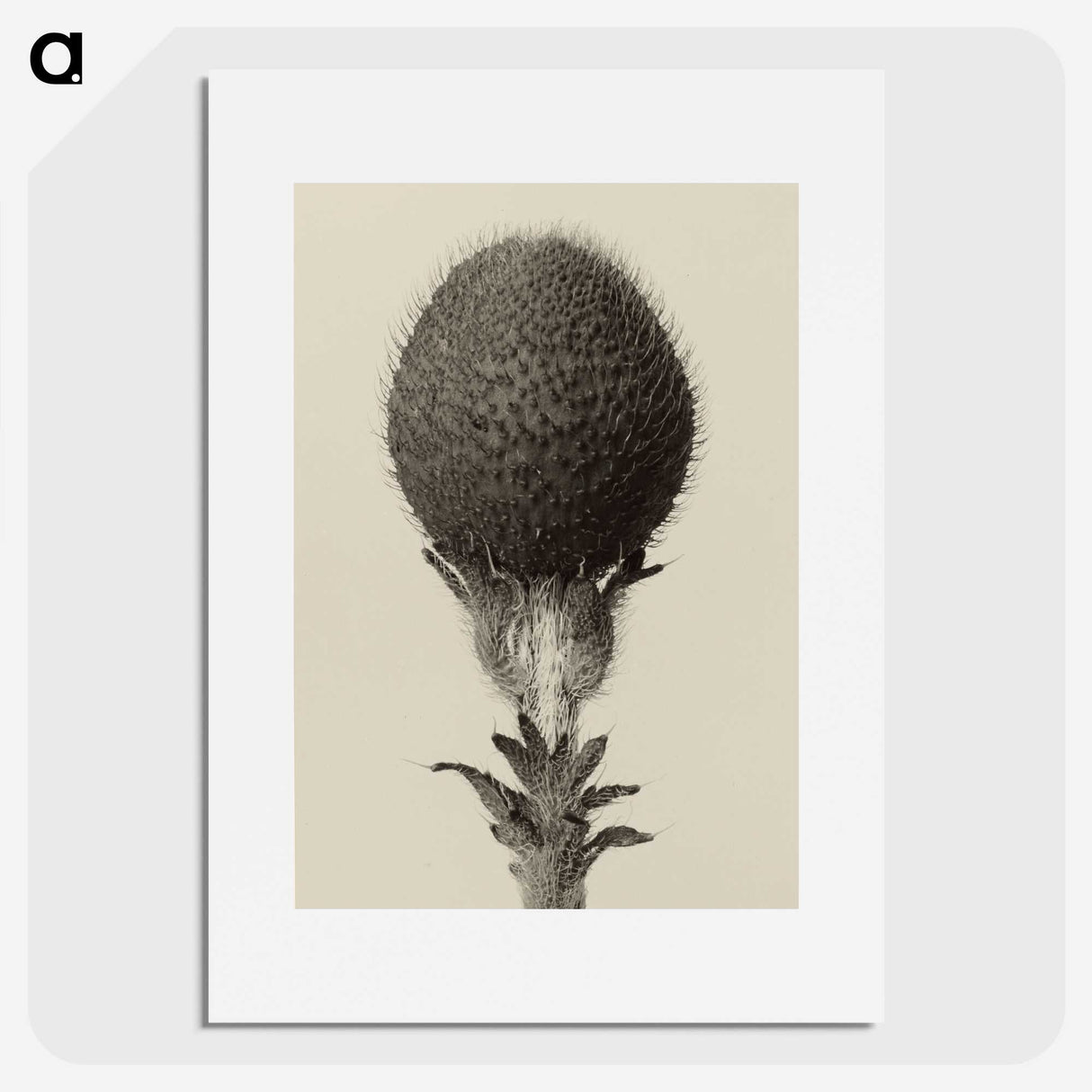 1-22_Karl-Blossfeldt_picture