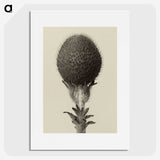 1-22_Karl-Blossfeldt_picture