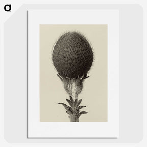 1-22_Karl-Blossfeldt_picture