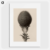 Thorned bulbous plant - Karl Blossfeldt Poster.