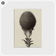 1-22_Karl-Blossfeldt_postcard