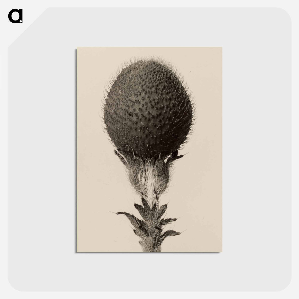 アートポストカード-Thorned bulbous plant - カール ブロスフェルト Postcard.