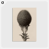アートポストカード-Thorned bulbous plant - カール ブロスフェルト Postcard.