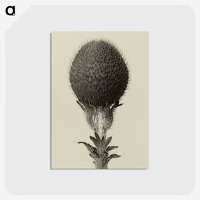 1-22_Karl-Blossfeldt_postcard