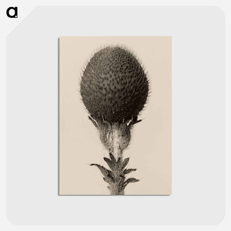 アートポストカード-Thorned bulbous plant - カール ブロスフェルト Postcard.