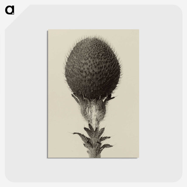 1-22_Karl-Blossfeldt_postcard
