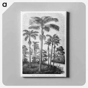 1-22_Les-Palmiers-Histoire-Iconographique_canvas