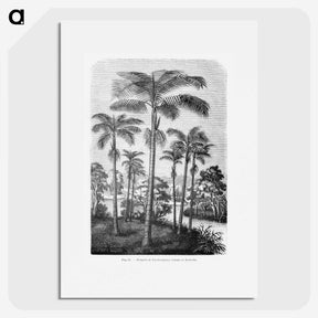 1-22_Les-Palmiers-Histoire-Iconographique_picture