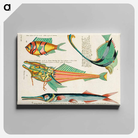 アートパネル-Moluccan Fishes
 - ルイ ルナール Canvas.