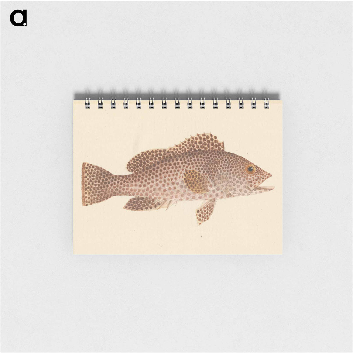 Unidentified Fish
 - ルイージ バルガーニ Memo.