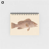 Unidentified Fish
 - ルイージ バルガーニ Memo.